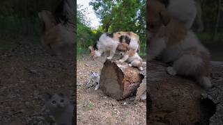 #happypets #dog #cat #happypetchannel #puppy #happydoghappylife #cute #kitten #funny #cutepet