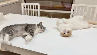 猛暑日にクーラーつけたら猫たちが真下でこうなっちゃいました…笑