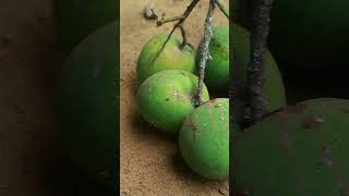 #mengo #verygoodmango #shortsyoutube