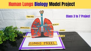 Human Lungs Model for Science Project | Easy Still Lung Model at Home | Exhibition model for school