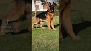German shepherd propar long curted mile 15 month