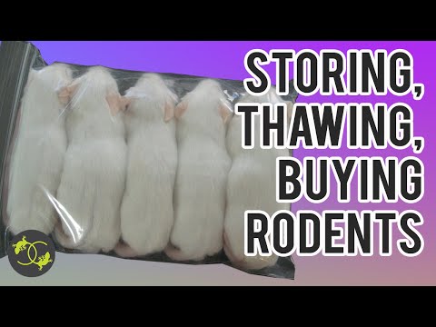 Storing, defrosting/thawing frozen rats and mice - Cookies Critters