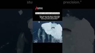 Orca’s Genius Seal Hunt Nature’s Smartest Killer #orcahunt #killerwhale #shorts