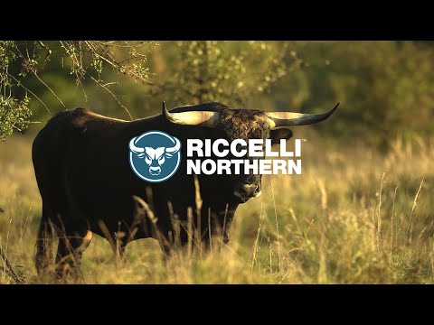 Riccelli Northern Overview