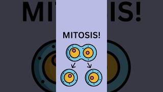 Mitosis, Simplified!