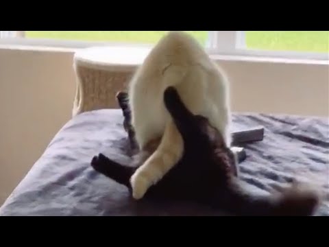 CATS MAKE LOVE IN MY BEDS
