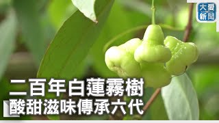 二百年白蓮霧樹 酸甜滋味傳承六代｜大愛新聞  @DaaiWorldNews