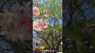 Cassia javanica #Cassia #javanica #AppleShower #Rainbow #Beauty #Flowers #Perinbam #Sofiarachel
