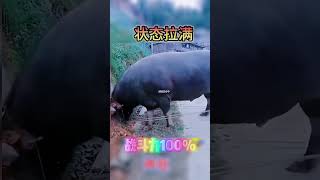 鬥牛 疯狂斗牛|bullfight ,crazy bullfight|đấu bò điên cuồng|adu banteng gila#乡村斗牛#斗牛#牛王争霸赛 #少数民族风情 #斗牛文化