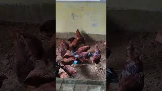 That Remained to be seen #ambirds #birds #farming #shortvideo #shorts #birdlovers #farming