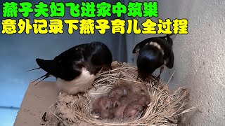 燕子夫妇飞进家中筑巢，意外记录下燕子育儿全过程，太不容易了！