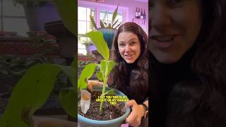 Growing bananas #growfruit #fruitgardening #fruitgrowing #sustainablefood #bananatrees #sustainable