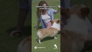 ¿Es cierto que todos los perros son amigables con extraños? 🐶👀  #perros #comportamientocanino #dogs