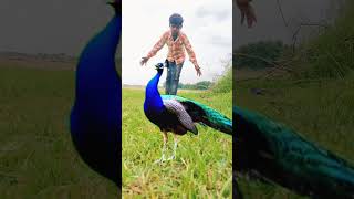 wild animals catching