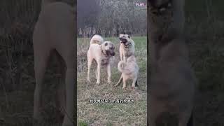 狼来了，嚣张的野狼闯入了牧区 #野生动物零距离#野狼#坎高犬#牧羊犬