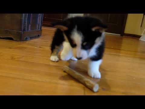 Harry the corgi puppy checks out a stick