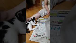 猫の(小さな)イタズラ