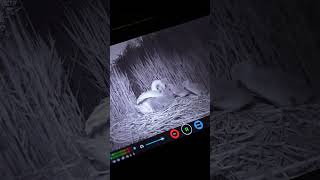 Swan mother tucks up cynets under her wings for the night #robertefuller #swan #discoverwildlife