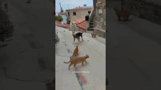 Funniest cat video 2024 #cats #shorts 🐱 Part 34