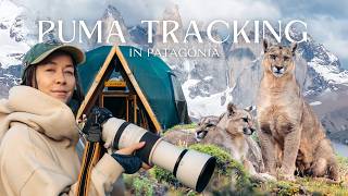 Puma Tracking in Patagonia: Photographing Chile’s LARGEST FELINE | EcoCamp Wildlife Safari Adventure
