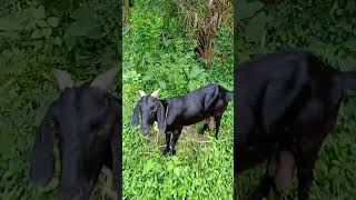 Sagarl video#sagar #shorts
