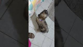 #short #puppies smart o pa smart akala mo nakikinig😂