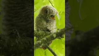 Flirting with owls #flirtingwithowls #pickuplines #cuteowls
