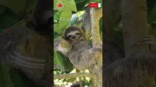 Sloths Pooping #facts #shorts #shortvideo #slothfacts