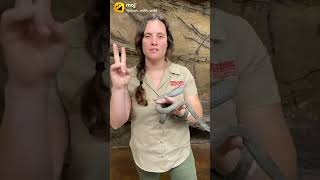 Beautiful Snake || #Shorts #Snakelovers #Snakeworld #youtubeshorts #snakesvideo
