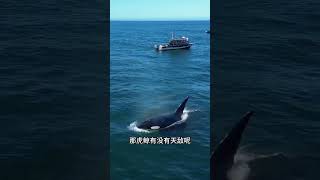 虎鲸为什么从来不攻击人呢？ #虎鲸 #动物科普