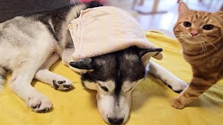 この猛暑でハスキー犬が熱中症に...