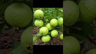 #guavatree #farming #fruit #gardeningsuccess #fastgrowth