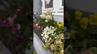 Spring flowers in full bloom in the flower boxes #springflowers #flowerbox #windowbox #violets