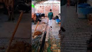 Dairy farming 🐃🐄🥛|#dairyfarming #viralshort #dairyfarm #cowbuffalo
