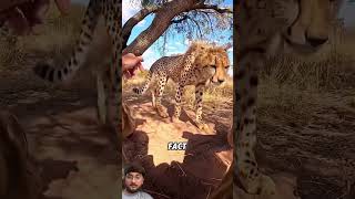 Cute cheetah #fastgrowth