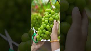 Grape Drying Houses with a Unique Look