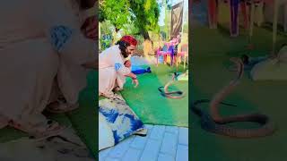 #snakeattack #attack #snakepower #viralvideo #snakeviral #pithon #bigsnake #snakeeagle #shahidsnakes