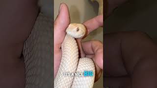 It’s miss Butter time to shine. #hognose #hognosesnake #hognosesnakesofinstagram