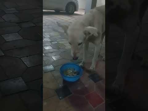 love animals n spread love🐕🐶😘