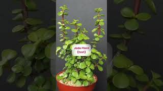 Keep these plants to bring positivity in your home.🏡✨🌿..Share it if you find it useful!..