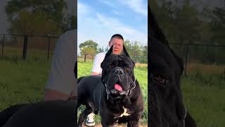 #卡斯罗 #护卫犬 #猛犬 凶猛的：布鲁诺！