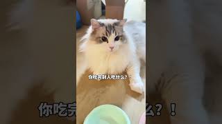 妈妈我好怕怕啊 #张嘟嘟 #萌宠 #粤语 #布偶猫 #萌宠出道计划