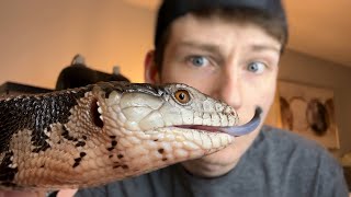 Building a Blue Tongue Skink Enclosure on a Budget!