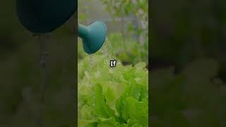 Tip 7 Watering for Micro Garden  #funbirdllc
