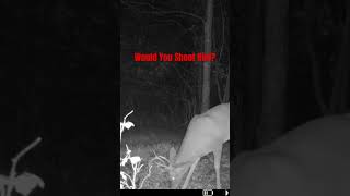 Crazy Looking Buck! Would you shoot him? #deer #nontypical