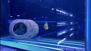 Amazing Selection of Marine Livestock This Week