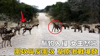 鬣狗突襲野犬老巢，雙方都在緊急求援，兩大捕食者家族為生存爆發巔峰對決！ #動物世界 #野生動物零距離 #鬣狗 #野犬