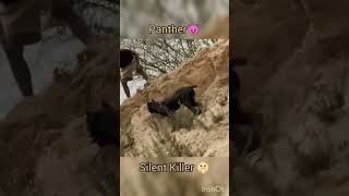 Panther 😈😈 #nikkuvlogz #opvlogz #viral #nikku #dog #trending #pitbull #ytshorts #like #love