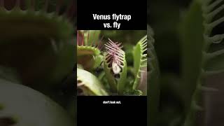 Venus flytrap vs fly #venusflytrap #carnivore #plants #truefacts