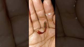 #2shots #hugefish #aquarium #minishorts #tinyfish #fishaquarium #guppy #twofish #homeaquarium